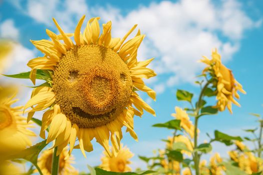 Field of blooming sunflowers. Nature. Selective focus nature