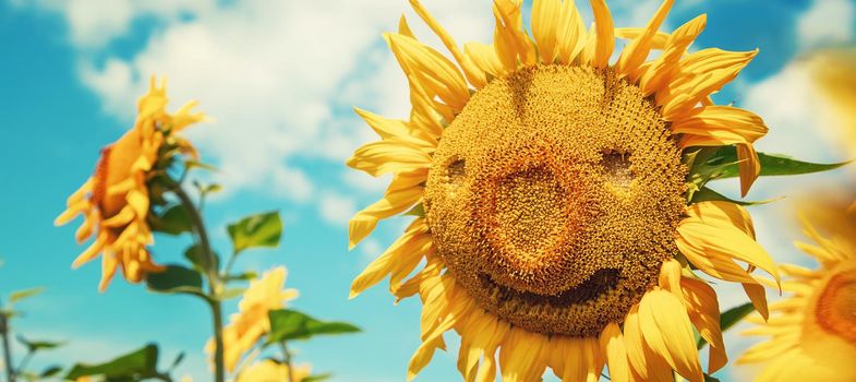 Field of blooming sunflowers. Nature. Selective focus nature