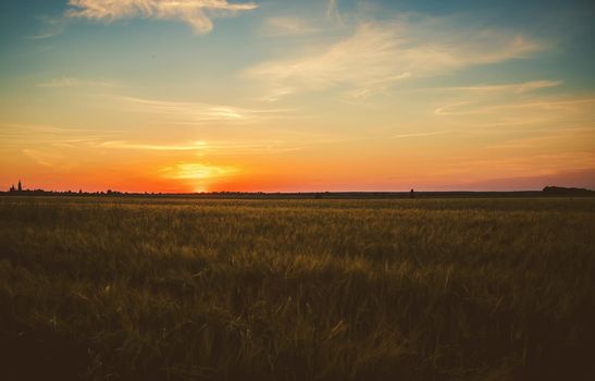 Sunset on the field in summer. Selective focus. nature.