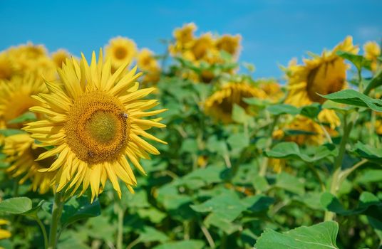 Field of blooming sunflowers. Nature. Selective focus nature