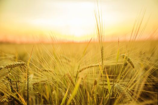 Sunset on the field in summer. Selective focus. nature.