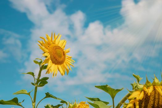 Field of blooming sunflowers. Nature. Selective focus nature