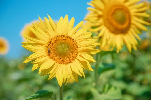 Field of blooming sunflowers. Nature. Selective focus nature