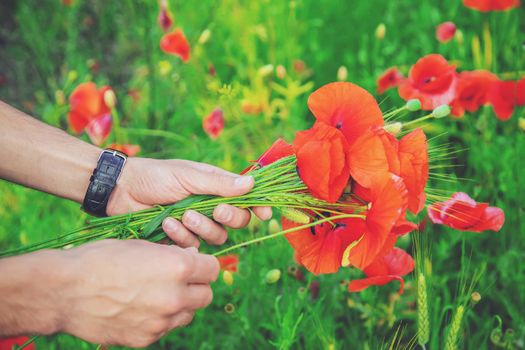 man collects a bouquet of wildflowers. Poppies selective focus. nature.