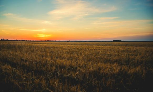 Sunset on the field in summer. Selective focus. nature.