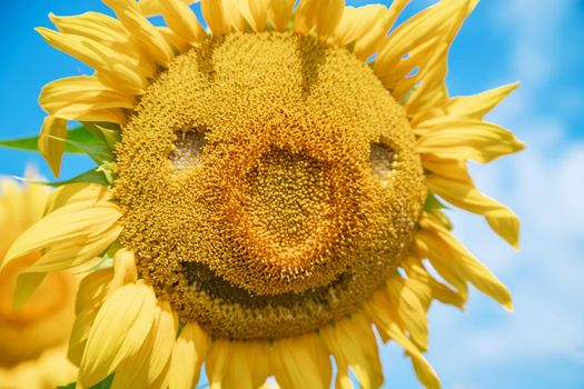 Field of blooming sunflowers. Nature. Selective focus nature