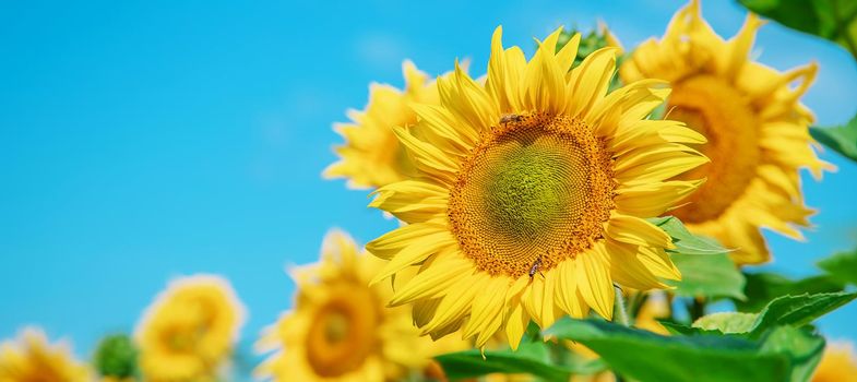 Field of blooming sunflowers. Nature. Selective focus nature