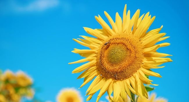 Field of blooming sunflowers. Nature. Selective focus nature