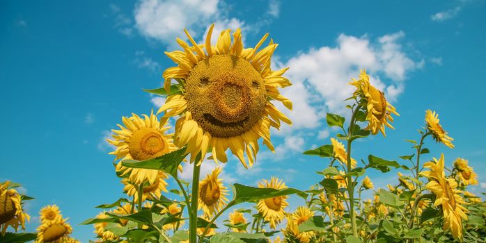 Field of blooming sunflowers. Nature. Selective focus nature