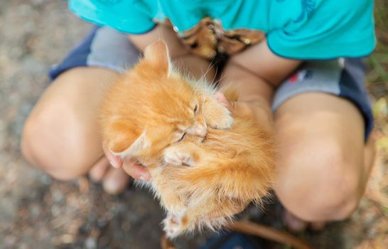 Little kittens in the hands of children. Selective focus. Animals.