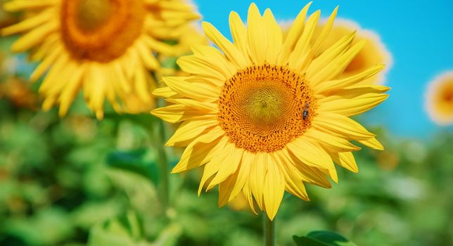 Field of blooming sunflowers. Nature. Selective focus nature