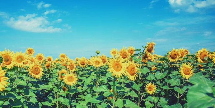 Field of blooming sunflowers. Nature. Selective focus nature