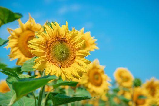 Field of blooming sunflowers. Nature. Selective focus nature