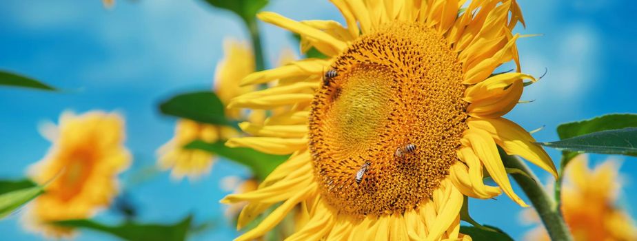 Field of blooming sunflowers. Nature. Selective focus nature