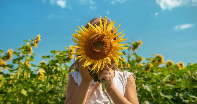 Child in a field of sunflowers. Selective focus. Nature.