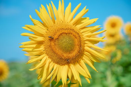 Field of blooming sunflowers. Nature. Selective focus nature