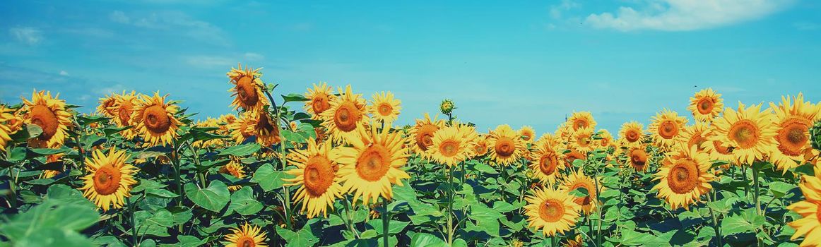 Field of blooming sunflowers. Nature. Selective focus nature