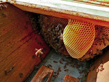 productive hive with breeding bee nest, breeding insects for honey production