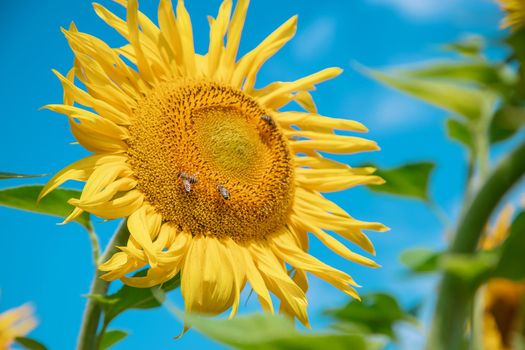 Field of blooming sunflowers. Nature. Selective focus nature
