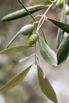 Detail of a bunch of ligurian olives used to produce high quality Italian oil