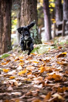 Puppy dog jumping on leaves and playing in the forest