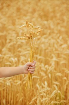 A child in a wheat field. Selective focus. nature.