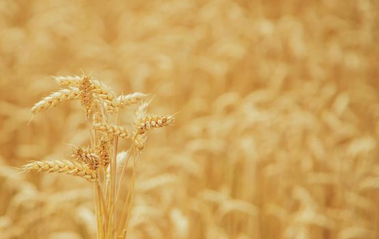 Wheat field on a sunny day. Selective focus. nature.