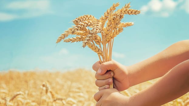 A child in a wheat field. Selective focus. nature.