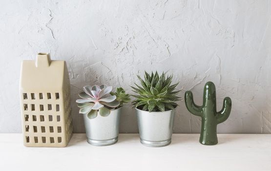 succulents in the Scandinavian interior near the concrete wall. mock up. High quality photo