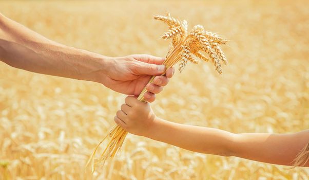 A man with a child holds spikelets of wheat in his hands. Selective focus. nature.