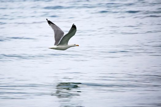 Gull photographed from the island of Porquerolles in flight on the blue background of the sea