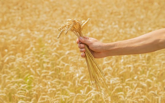 A man with spikelets of wheat in his hands. Selective focus. nature.