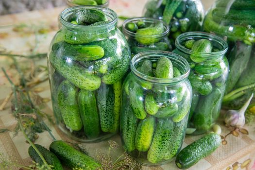 preservation of fresh house cucumbers. Selective focus. nature