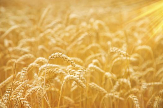 Wheat field on a sunny day. Selective focus. nature.