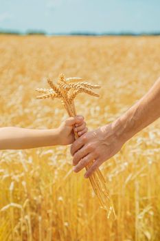 A man with a child holds spikelets of wheat in his hands. Selective focus. nature.
