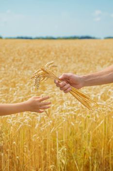 A man with a child holds spikelets of wheat in his hands. Selective focus. nature.