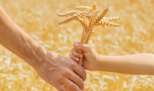 A man with a child holds spikelets of wheat in his hands. Selective focus. nature.
