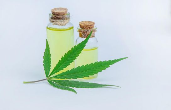 Cannabis herb and leaves for treatment broth, tincture, extract, oil. Selective focus. nature