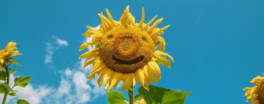 Field of blooming sunflowers. Nature. Selective focus nature