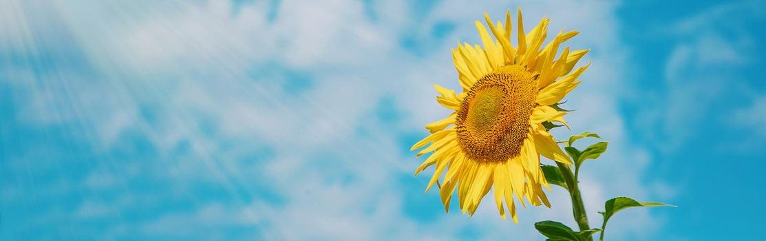 Field of blooming sunflowers. Nature. Selective focus nature