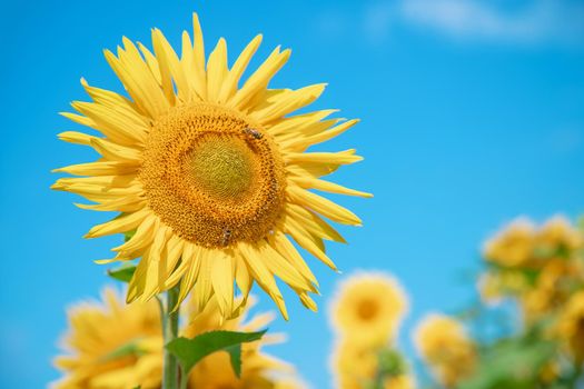 Field of blooming sunflowers. Nature. Selective focus nature