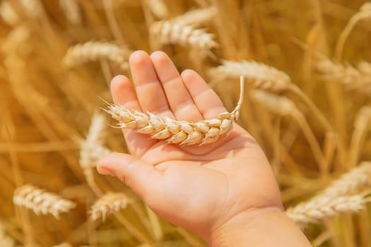 A child in a wheat field. Selective focus. nature.