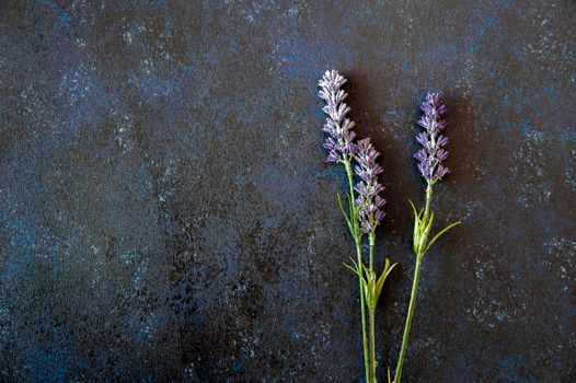 Lavender flowers laid on a dark blue background with wooden texture