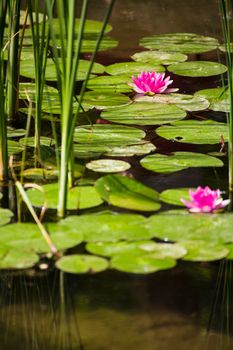 Pink Lotus in a fantastic Japanese garden