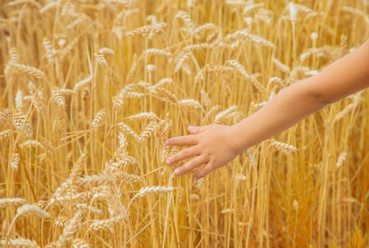 A child in a wheat field. Selective focus. nature.