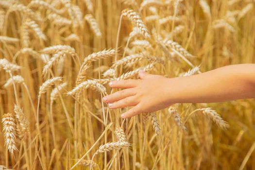 A child in a wheat field. Selective focus. nature.