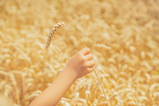 A child in a wheat field. Selective focus. nature.