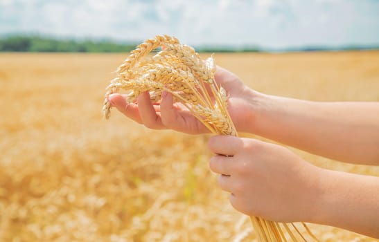 Girl spikelets of wheat in the hands. Selective focus. nature.