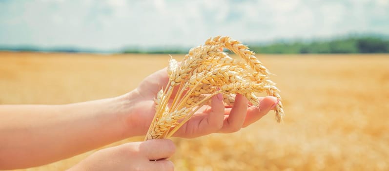 Girl spikelets of wheat in the hands. Selective focus. nature.