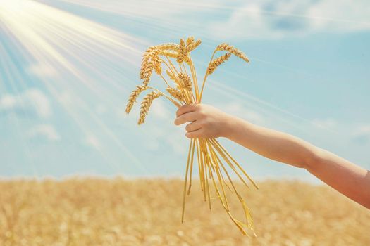 A child in a wheat field. Selective focus. nature.